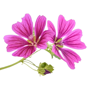 Floral - Malva