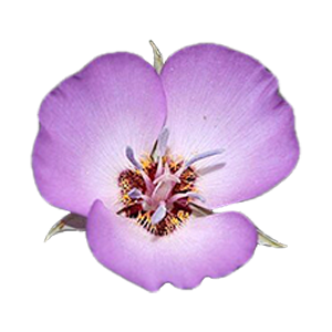 Floral - Mariposa Lily