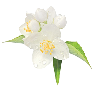 Floral - Mock Orange