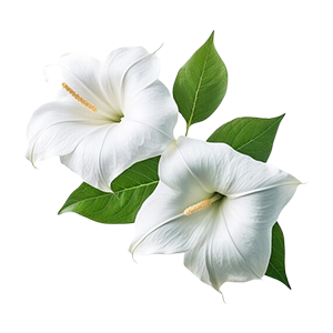 Floral - Moon Flower