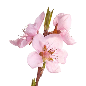 Floral - Nectarine Blossom