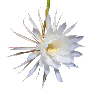 Floral - Night Blooming Cereus