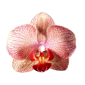 Orchid Pink Leopard : Floral