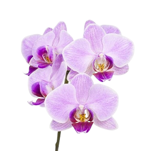 Orchid : Floral