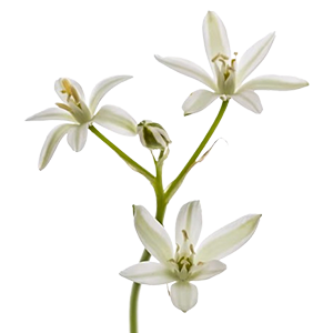 Ornithogalum : Floral