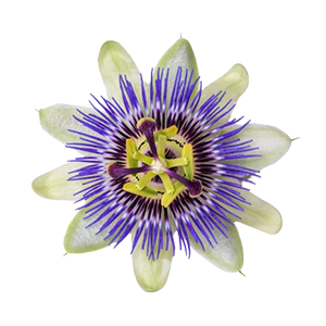 Passion Flower : Floral