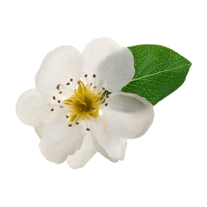 Pear Blossom : Floral