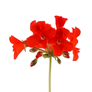 Pelargonium : Floral