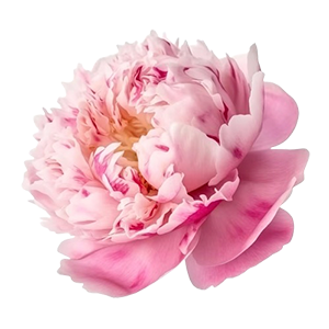 Peony : Floral