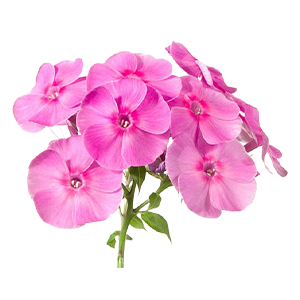 Phlox : Floral