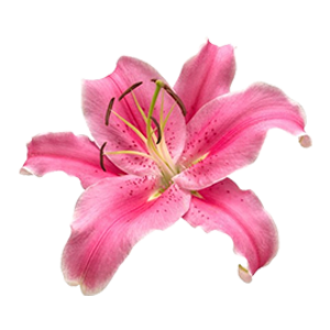 Pink Lily : Floral