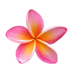 Plumeria : Floral