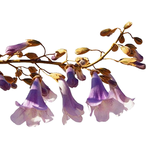 Princess Tree (Paulownia)