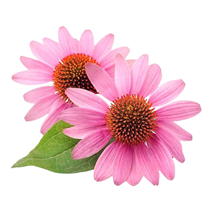 Purple Coneflower