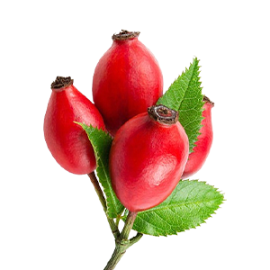 Rose Hip