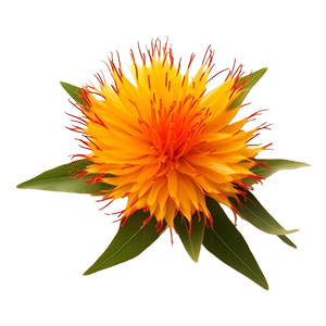 Safflower