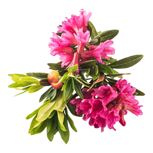 Siberian Rhododendron