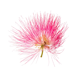 Silk Tree Blossom