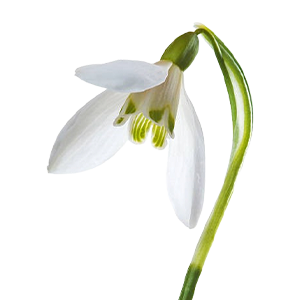 Snowdrops