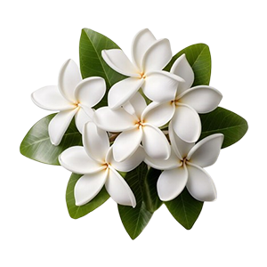 Stephanotis