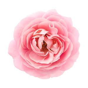 Taif Rose