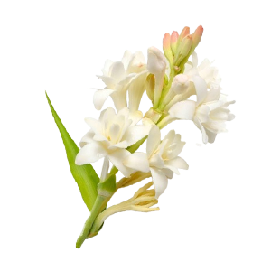 Tuberose