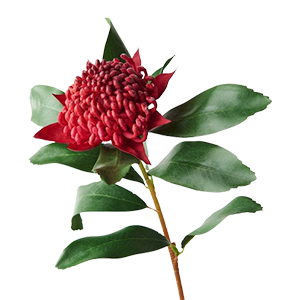 Waratah