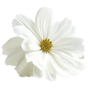 White Flowers