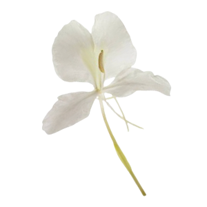 White Ginger Lily