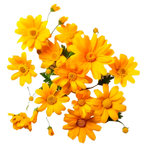 Yellow Flowers