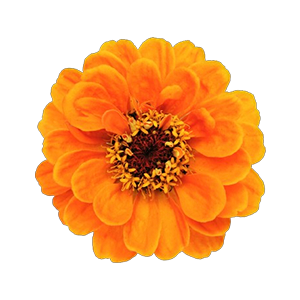 Zinnia