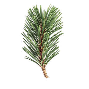 Scots pine variant : Moosy - Woods