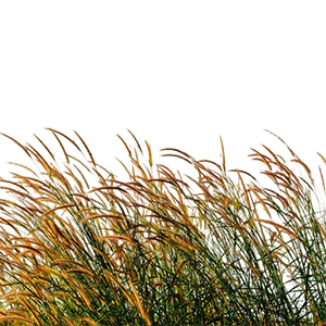 Ammophila (Beach Grass) : Fresh - Green