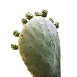 Cactus : Fresh - Green