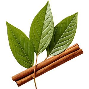 Cinnamon Leaf : Oriental - Soft Oriental