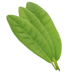 Clove Leaf : Oriental - Soft Oriental