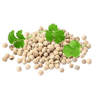 Coriander : Oriental - Soft Oriental