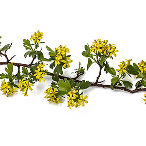 Creosote Bush : Fresh - Green