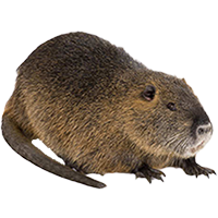 Muskrat : Oriental - Soft Oriental