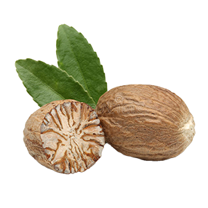 Nutmeg : Oriental - Soft Oriental