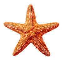 Starfish : Oriental - Soft Oriental