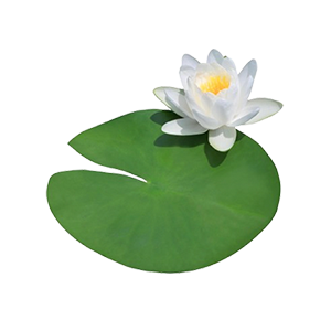 Water Lily Leaf : Fresh - Green