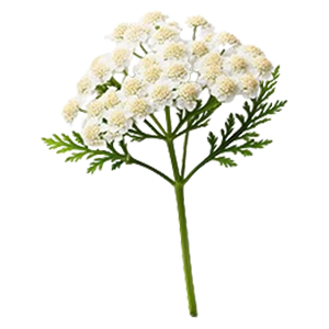 Yarrow : Fresh - Green